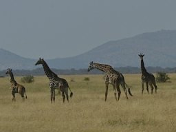 Western_Corridor_(Kirawira)2003-115